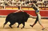 Corrida - Paire De Banderillas - Photo Chapresto   (41080) - Taureaux