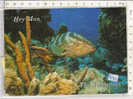 PO4336B# BAHAMAS - HEY MON - PESCI TROPICALI  VG 1994 - Bahamas