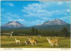 OR Oregon, Central Oregon Llama Farm, Mountain Volcano, C1970s Vintage Postcard - Otros & Sin Clasificación