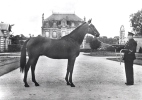 J51 / CPSM DENTELLE 1960 CHEVAL   / ELEVAGE FRANCAIS  / LE TROTTEUR - Horse Show