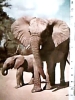 ELEFANTE E CUCCIOLO AFRICA  V1969 DV1718 - Elefantes