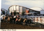 (500) Hippisme - Course De Chevaux - Horseracing - Calgary - Horse Show