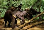 (999) Elephant Wroking In Thailand - Elefantes