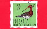 POLONIA - 1964 - Uccelli - Vogels - Oiseaux - Birds -  Water Birds - Black-tailed Godwit - 50 Gr - Ongebruikt