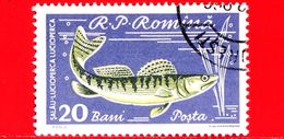 Nuovo Oblit. - ROMANIA - 1960 - Fauna Marina - Pesci - Fish - Poisson -  Luccio - 20 Bani - Unused Stamps