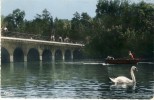 Le Quesnoy - Lac Vauban -Canotage Et Cygnes Sur Le Lac - 1961  ( Voir Verso ) - Le Quesnoy