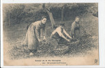 G G M 600 -C P A -SCENES DE LA VIE NORMANDE -LE CIDRE POMMES- ON RAMASSE LES POMMES - Autres & Non Classés