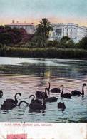 Black Swans, Torrens Lake, Adelaide SA - Posted 1907, See 2nd Scan - Adelaide