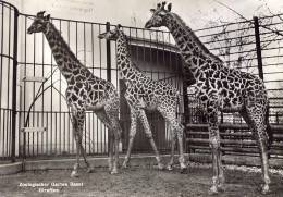 Zoologischer Garten Basel Giraffen - Girafes