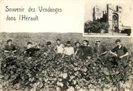 VENDANGES DANS L'HERAULT - Autres