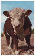 WESTERN PUREBRED HEREFORD BULL - Greetings From THREE OAKS MI - ANIMALS Postcard  [c3268] - Taureaux