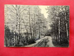 > Germany > Brandenburg > Chorin - Waldpartie Bei Rolfter  Ca 1910-- - --ref 653 - Chorin