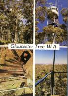 (222) Australia - WA - Gloucester Tree Fire Lookout (tallest In The World) - Altri & Non Classificati