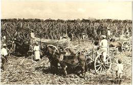 Carting Sugar Canes At Hartlands, St. Catherine, Jaimaca - & Attelage - Giamaica