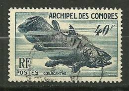 Comore ; Oblitéré ; Yvert & Tellier ; N° 13 "Coelacanthe " - Autres & Non Classés