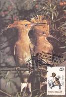 BIRD,HOOPOE,,CM,CARTE MAXIM,MAXIM CARD,1995,ROMANIA - Spechten En Klimvogels