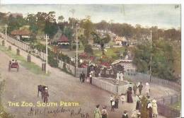 Post Card     CPA 1907       The Zoo,South Perth - Perth