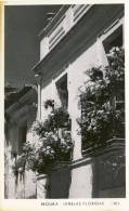 MOURA  Janelas Floridas 2 Scans PORTUGAL - Beja