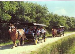 Frossay..La Poitevinière..animée..le Sentier Des Daims..attelages..promenade..chevaux - Frossay