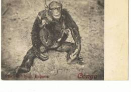 CONGO --Un Gorille --Phot ,Visser  --N:2 - Sonstige & Ohne Zuordnung