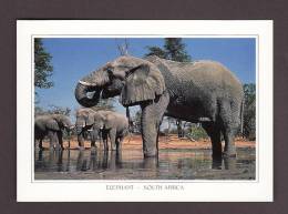 ÉLÉPHANTS - ELEPHANT - LOXODONTA AFRICANA - SOUTHERN AFRICA - PHOTO MARTIN HARVEY - ART PUBLISHERS - Elefantes