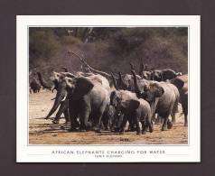 ÉLÉPHANTS - ELEPHANT - AFRICAN ELEPHANTS CHARGING FOR WATER  - 15 X 12 Cm - LEOPARD PHOTO BY FANIE KLOPPERS - Elefantes