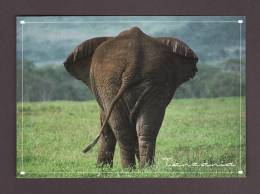 ÉLÉPHANTS - ELEPHANT - ELEPHANTS - AFRICAN ELEPHANT WORLD'S BIGGEST BOTTOM - TANZANIA - 17 X 12cm - PHOTO G. MAVROUDIS - Elefantes