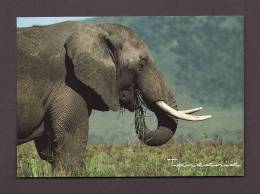 ÉLÉPHANTS - ELEPHANT - ELEPHANTS - AFRICAN ELEPHANT FEEDING - TANZANIA - 17 X 12cm - PHOTO G. MAVROUDIS - Elefantes