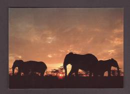 ÉLÉPHANTS - ELEPHANT - ELEPHANTS - AFRICAN WILDLIFE ELEPHANT - 17 X 12cm - BY SAPRA - Elefantes