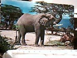 ELEPHANT ELEFANTE ELEFANTI AFRICA  KENYA V1964 EA8233 - Elefantes