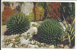 Jardin Exotique De MONACO , Agaves Victoria Reginae , Aloes Et Gasterias Divers - Exotische Tuin