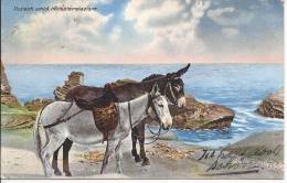 5631 - Anes En Bord De Mer - Donkeys