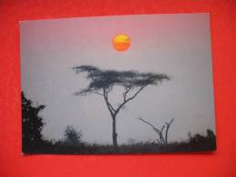 Serengeti Sunrise - Tansania