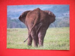 African Elephant - Tansania