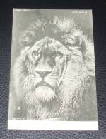 Animaux - Zoo - Parc - Fauves ::::: Lion - Portrait - Lions