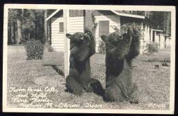 Oregon  O'BRIEN   Twin PINES CAFFE  And Motel   Hyghway 199   Bears  Dresseurs - Andere & Zonder Classificatie