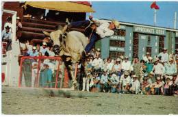 CALGARY Stampede - Brahma Bull Riding 1970-80s - Calgary