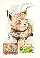 HONGRIE CARTE MAXIMUM NUM.YVERT  2482 FAUNE ANIMAUX  LYNX - Maximum Cards & Covers