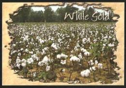 WHITE GOLD Tennessee Memphis Cotton Field Cotton Capital Of The World 2001 - Memphis