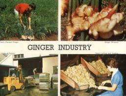 (600) Australia - QLD - Buderim - Ginger Industry - Altri & Non Classificati