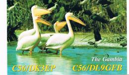 QSL- 43    THE GAMBIA : KOLOLO BEACH : DL9GFB (pelicans) - Other & Unclassified