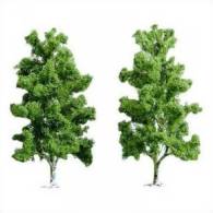 - BUSCH  - Kit De 2 Arbres Bouleau  - Réf 6956 - Decoración