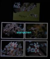 Set Of 4 Taiwan 2008 Blossoms Of Tung Tree Flower Post Cards - Lettres & Documents