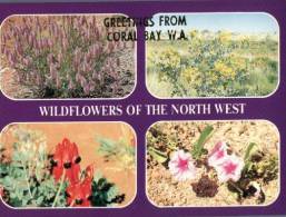 (425) Australia - WA - Coral Bay Wild Flowers - Autres & Non Classés