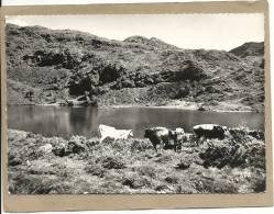 09  AULUS  LES  BAINS    L  ETANG  DE  L  HERS   (Vaches ) - Saint Girons