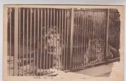 CPA LION A LYON En 1940!! - Lions