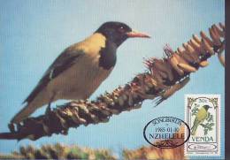 VENDA   CARTE MAXIMUM NUM.YVERT 105 FAUNE PROTECTION DE LA NATURE LES OISEAUX CHANTEURS - Venda