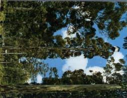 (400) Australia - WA - Gloucester Tree - Altri & Non Classificati