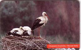 SLOVENIE SLOVENIA CIGOGNE STORK  UT - Songbirds & Tree Dwellers