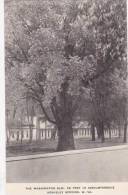 West Virginia Berkeley Springs The Washington Elm Albertype - Other & Unclassified